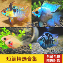 Golden wave tropical fish ornamental fish mini parrot fresh water good to live small Phoenix ball kissing South American short bream fish