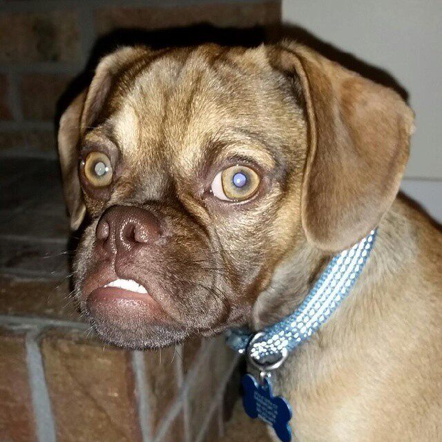 臭脸狗earl网路爆红!