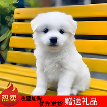 Chinese pastoral dog live animal puppy live cute little white dog little black dog puppy native dog adoption cheap