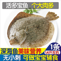 Live Dolofish Seafood Seafood Fresh Biome Fish Wild Frozen Grouper Fish Opium Fish Magiatic Deep-sea Fish