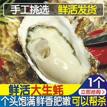 Milk Mountain Raw Oyster Fresh Seafood Aquatic Raw Seafood Fresh Oyster Fresh Sea Oysters Garlic Hibiscus Barbecue Chongqing 20 only