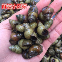 Live small snail 500g Chongqing Sichuan Freshwater wild mud snail Live yellow mud screw live snail lion
