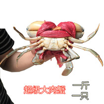 Sanmen green crab Live extra large male crab Meat crab Live large crab seafood aquatic products Extra large 1 kg 1 fresh sea crab