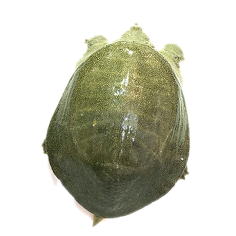 农家原生态中华有机滋补甲鱼304g