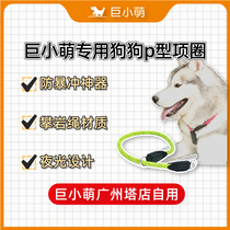 Giant little cute BEAUGO Bei Baojie p-type P-chain dog collar training dog training dog thin neck ring nylon leash