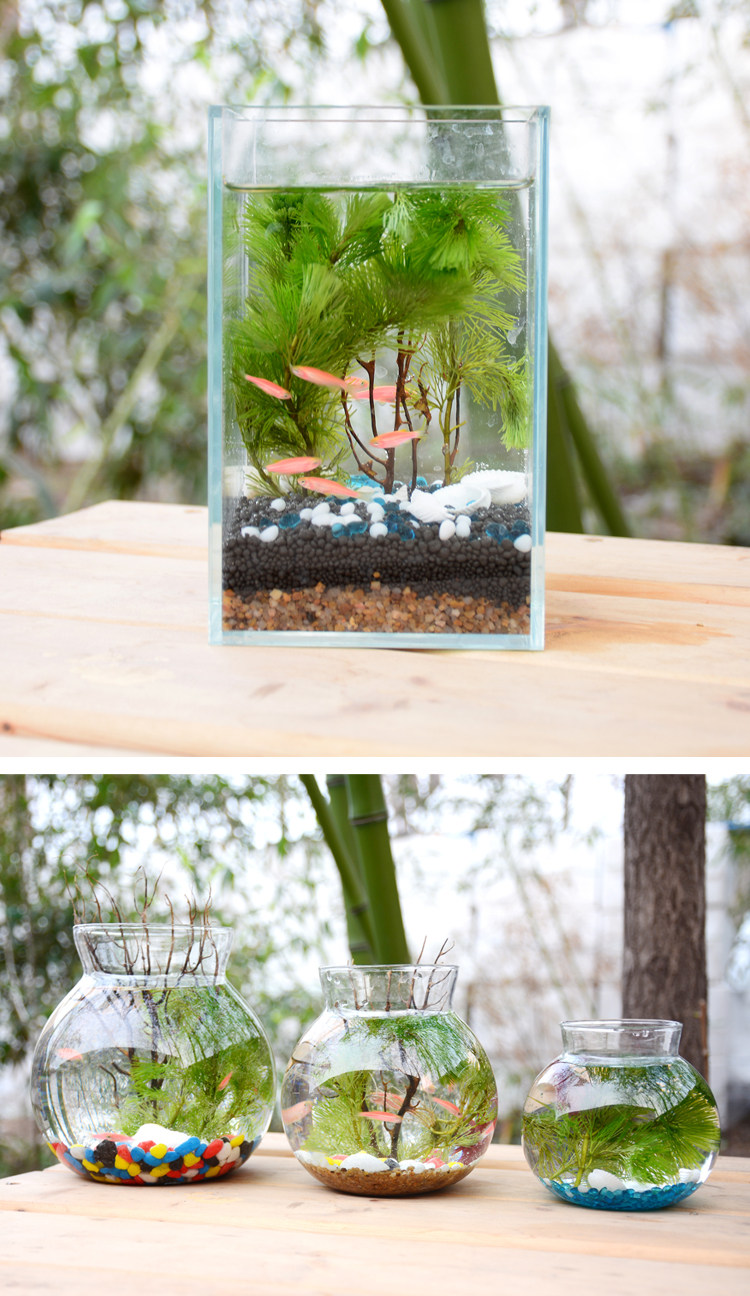 生态瓶鱼微景观小鱼活体免换水族免打理活体斗鱼缸桌面迷你微景观