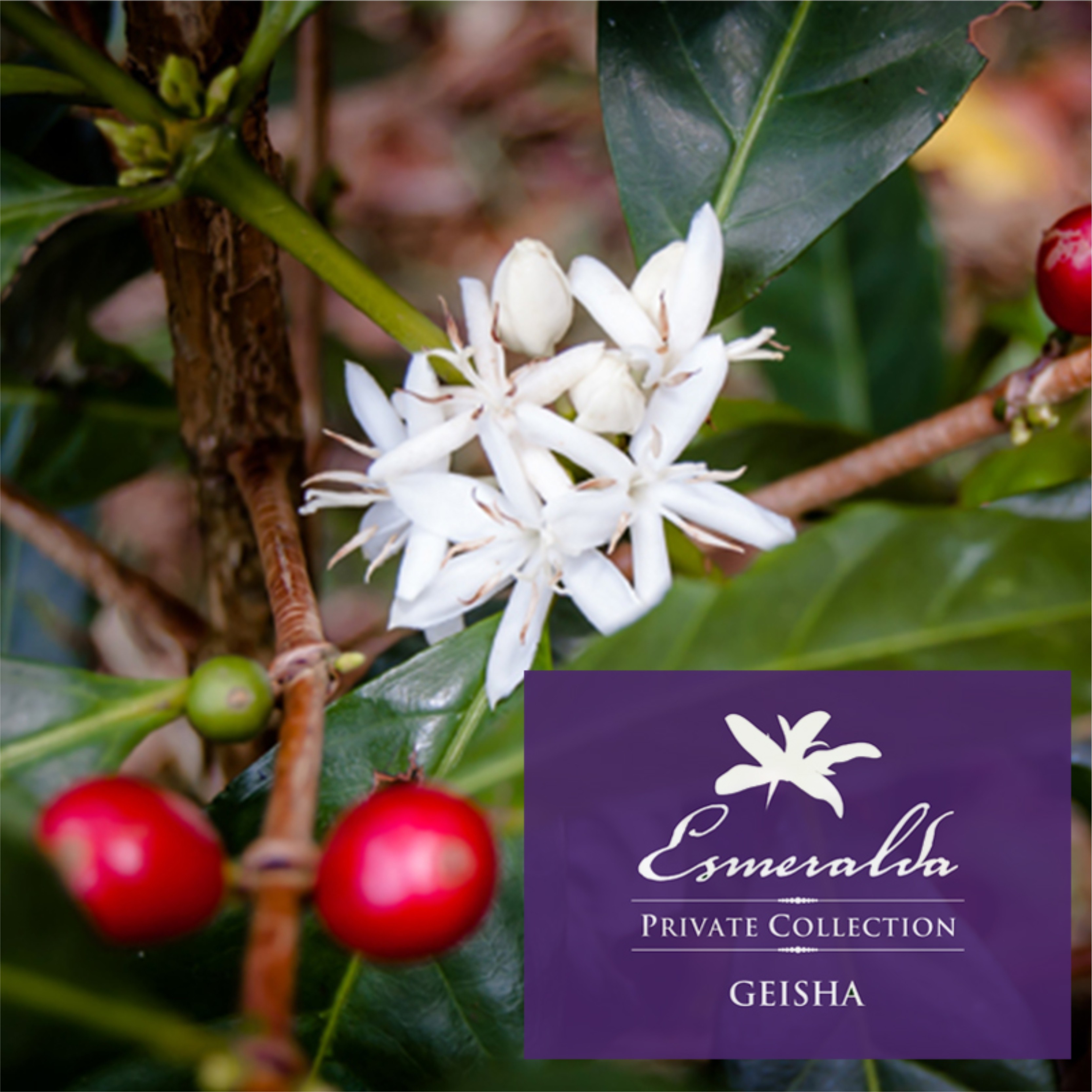 【新】巴拿马翡翠庄园私人珍藏紫标瑰夏精品咖啡豆120g/ 凑味咖啡_双