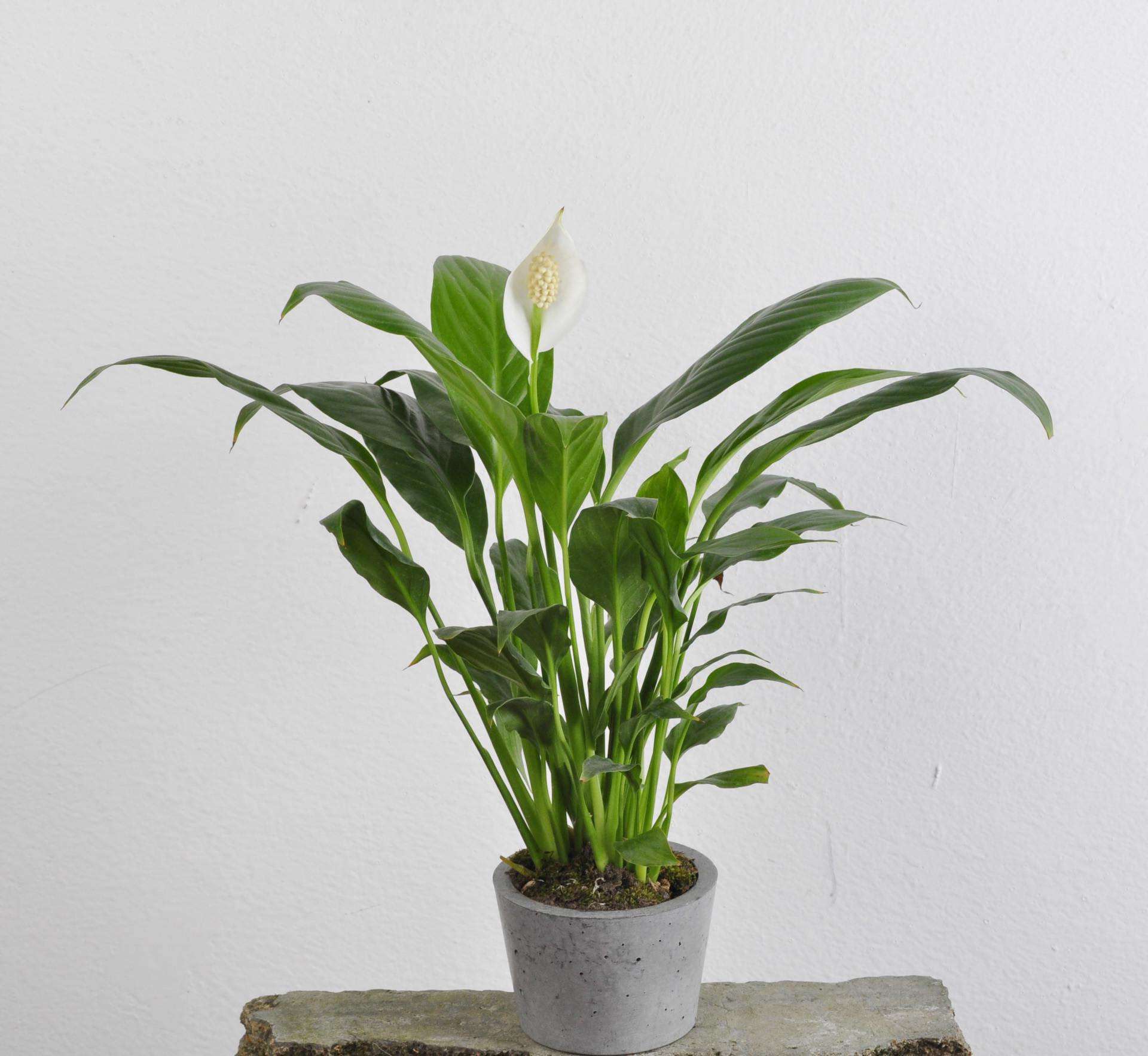 爱优尚大绿萝盆栽室内办公室绿植吸甲醛净化空气客厅大型绿箩植物