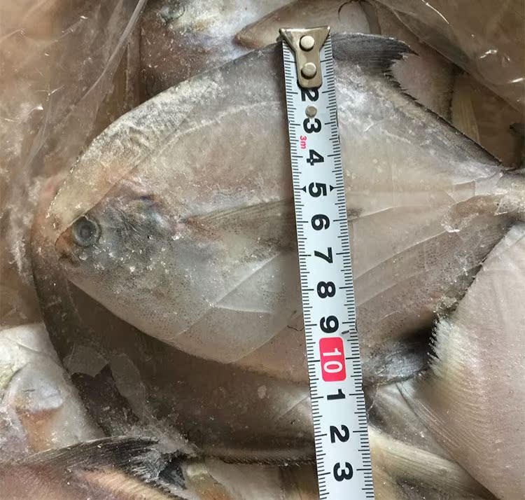 大号晶鱼7斤整箱深海野生东海单冻银鲳鱼平鱼晶鱼鲳鱼单条4-6两_双氙