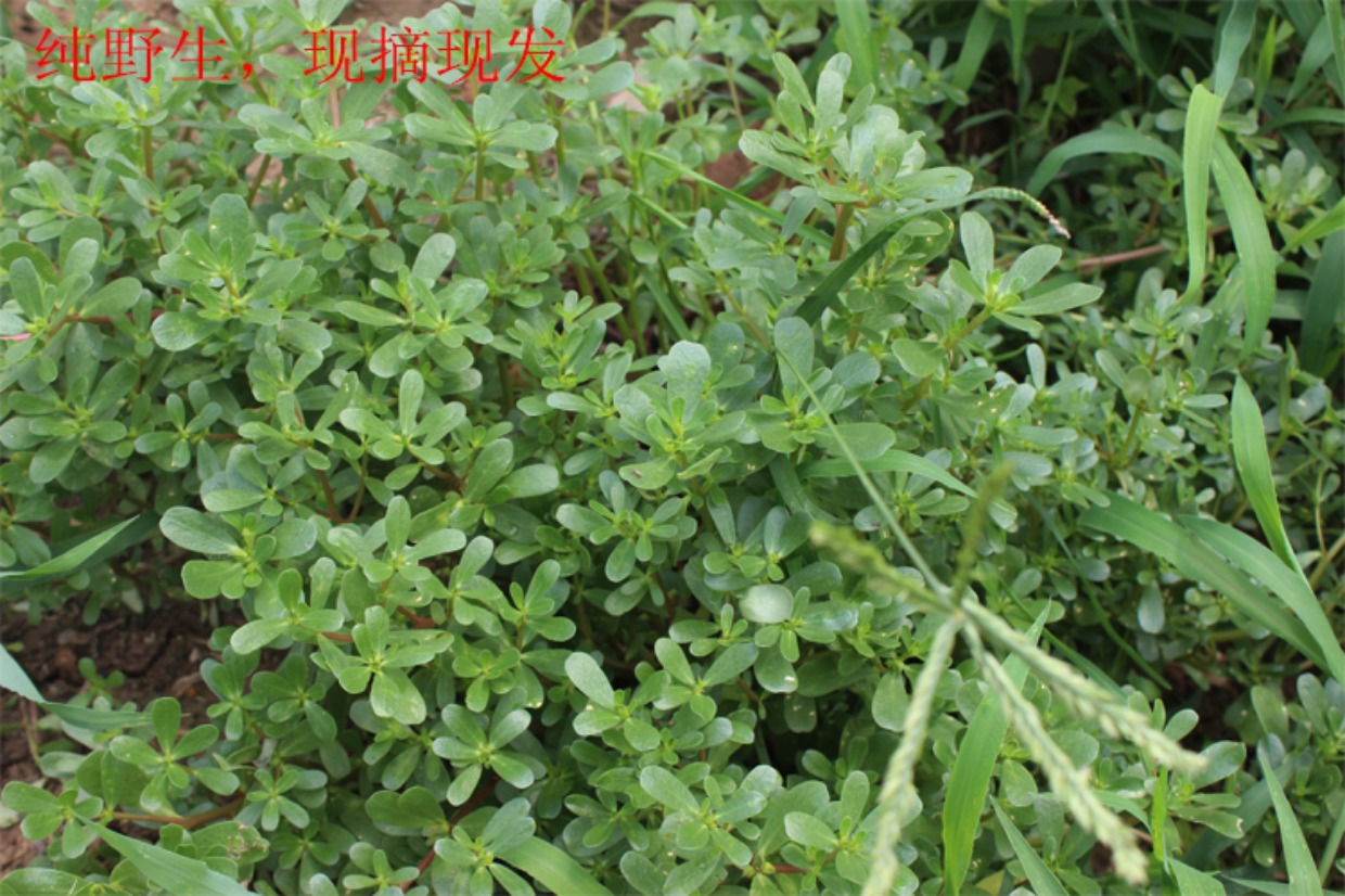 野生马齿苋新鲜马齿笕菜马蜂菜马榨菜长寿菜蚂蚁菜五行草4斤包邮