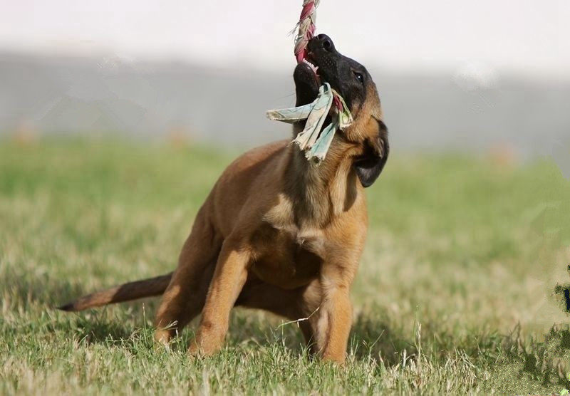 马犬幼犬活体纯种马犬活体技术训练军犬警犬猎犬黑马犬红马犬血统_双