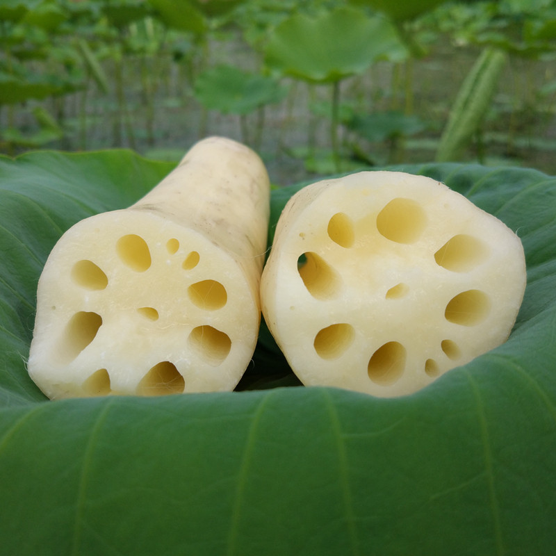 2017湖北新鲜莲藕农家现挖清炒生吃凉拌打汁嫩脆甜蔬菜