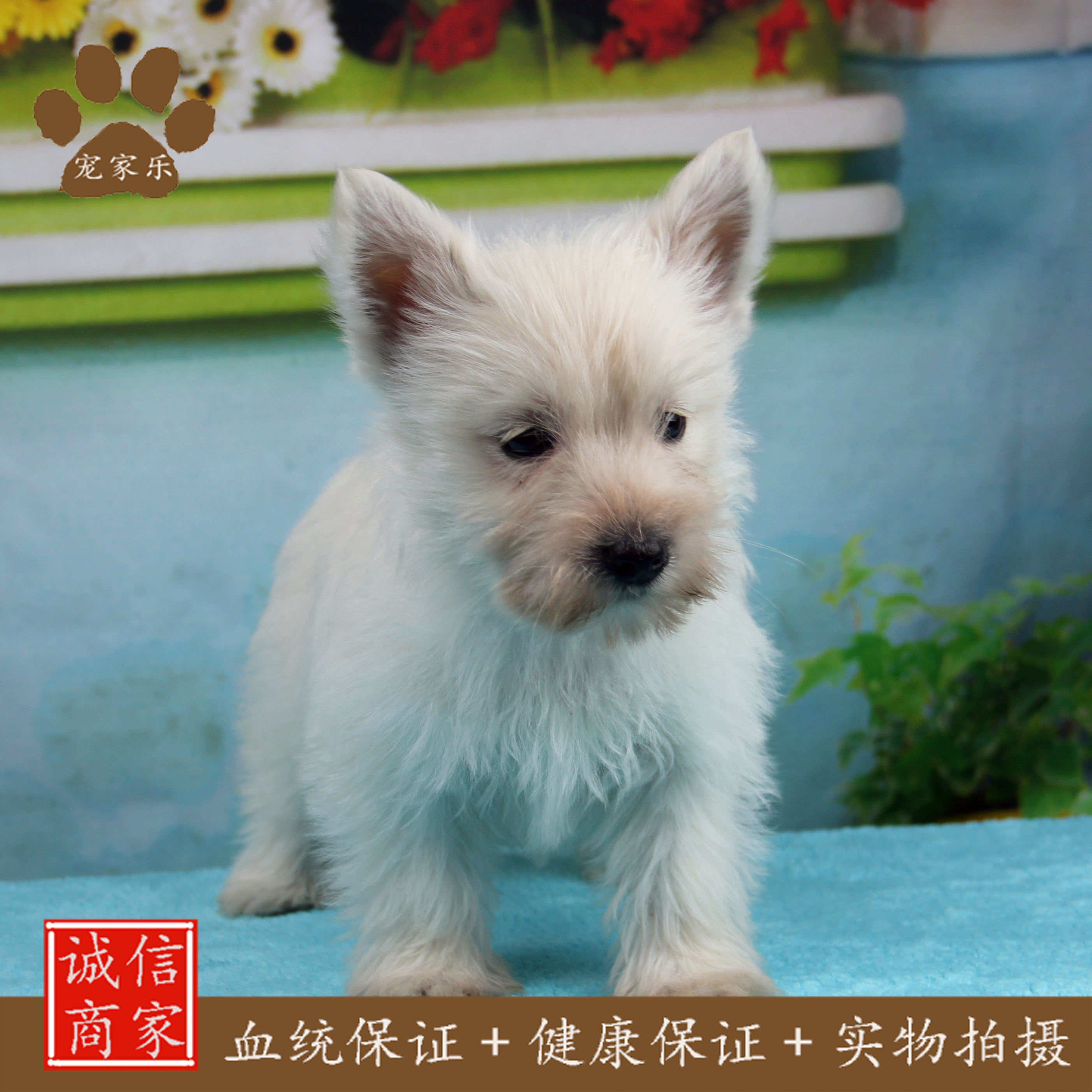 宠家乐白色西高地幼犬活体白梗长毛小型犬幼崽家养宠物狗狗出售 原价4
