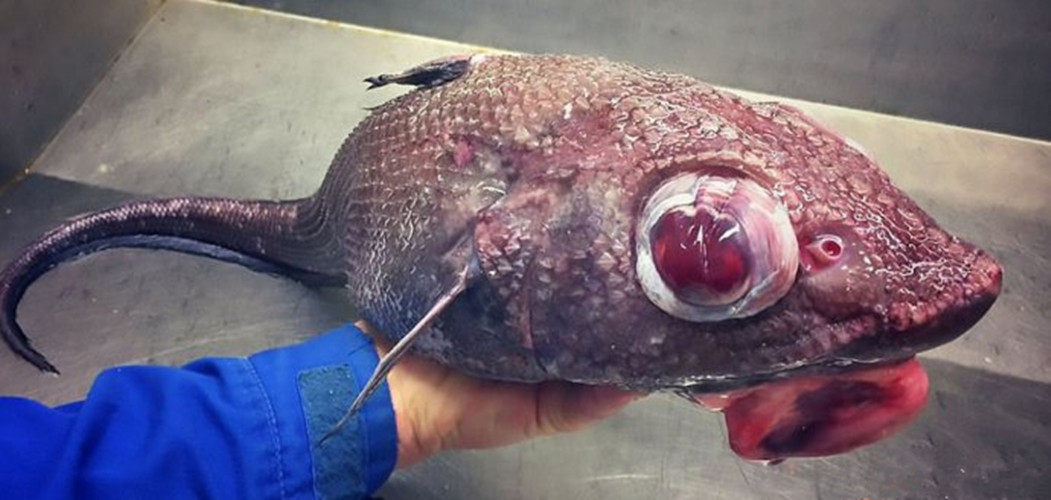 世界上的丑鱼们到底有多丑?颜控慎入!