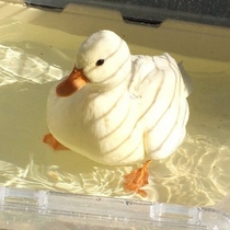 Cole duck Pet duck Cole duck White live net red fertilized egg Live duck egg duckling Duckling Duckling Duckling Duckling Duckling Duckling Duckling Duckling Duckling Duckling Duckling Duckling Duckling Duckling Duckling