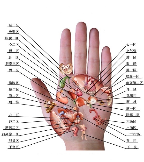 不同的人就有不同掌纹,手掌纹线是由粗的"线"和细的"纹"组成,"线"是在