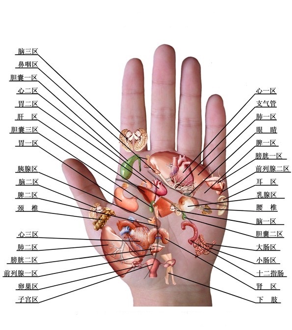 左手掌对应的器官图解图片