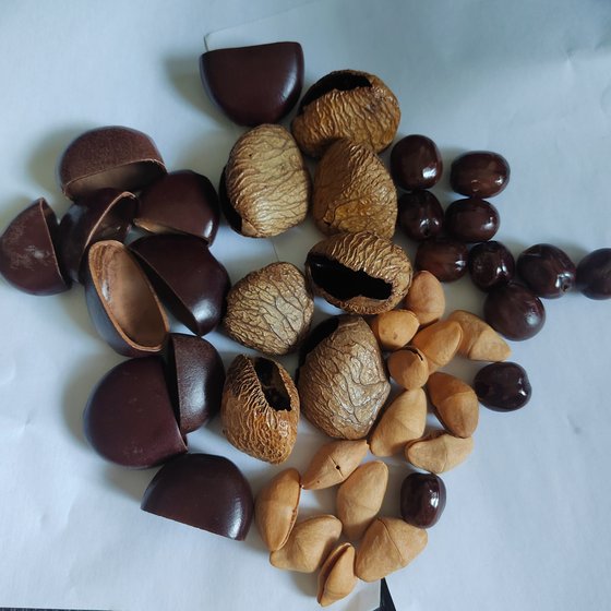 Fruit shell wind chime DIY material bag handmade sound beam rattle pendant Indonesian black fruit shell homemade accessories bag Fruit shell wind chime DIY material bag handmade sound beam rattle pendant Indonesian black fruit shell homemade accessories bag