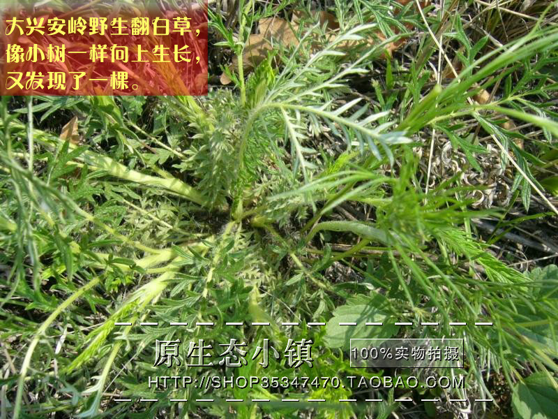 00元】15年纯天然东北野生翻白草正品全草 翻白草茶中药材 3件免邮