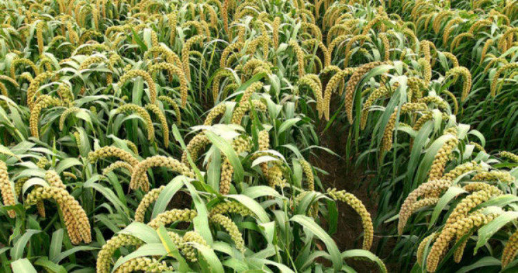 东北新米 农家自种食用黄小米农家杂粮小米粥粮食小黄米食品500克_不