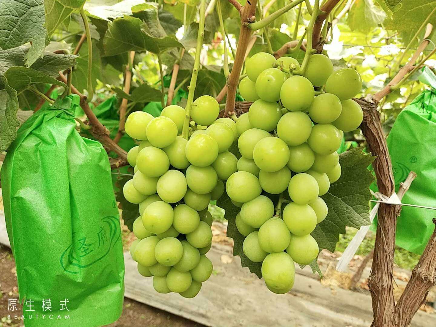 深圳市福田区小草地服装设计工作室   关注 g 私信 = 主页 服务 相册