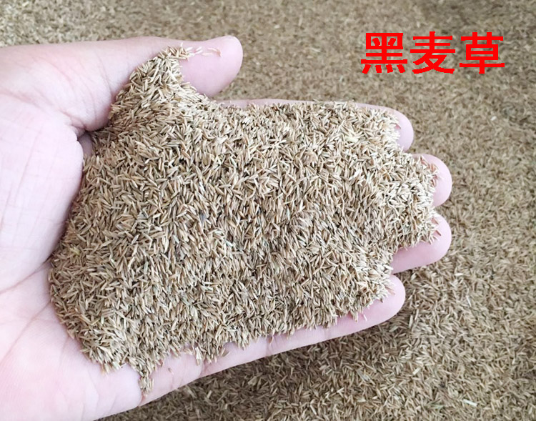 冬牧70四倍体黑麦草种子猪牛羊兔鸡鸭鹅鱼草籽耐寒高产牧草种子