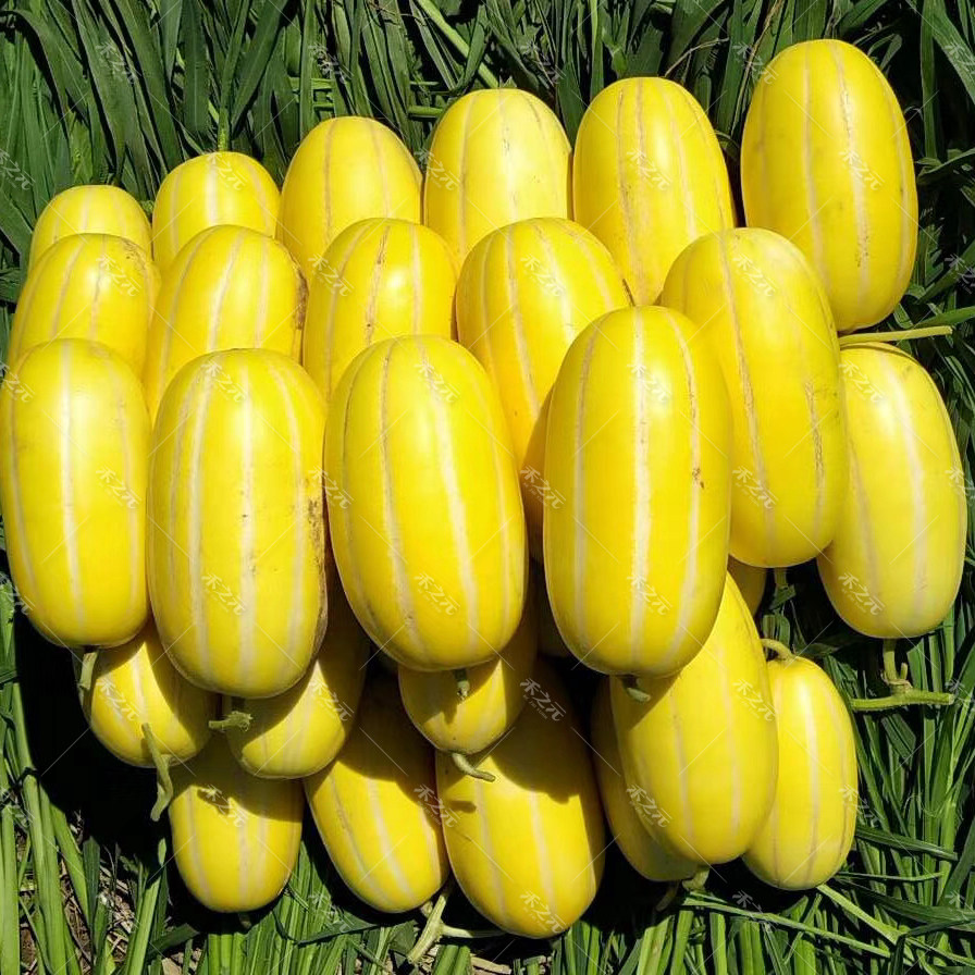 黄金蜜甜瓜种子水果黄瓤香瓜种子 春夏超甜早熟正品四季春夏去