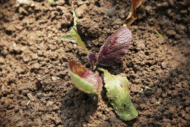 紫宝紫白菜种子 大白菜 紫色蔬菜高产春秋四季蔬基地秋季播推荐 r