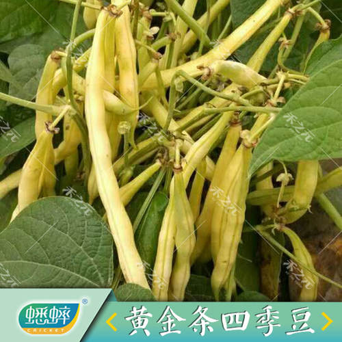 黄金条四季豆种子蔬菜四季春夏秋冬播种籽矮生型菜豆黄豇豆盆栽_9折