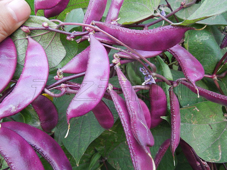 【紫扁豆种子】紫眉豆种子 家庭菜园栽培 种植四季 菜豆 约10粒_双氙