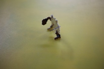 Heck Multistereo Assembled Food Card Amazing Baby Mouth Bag Demonic (in-store number 10)