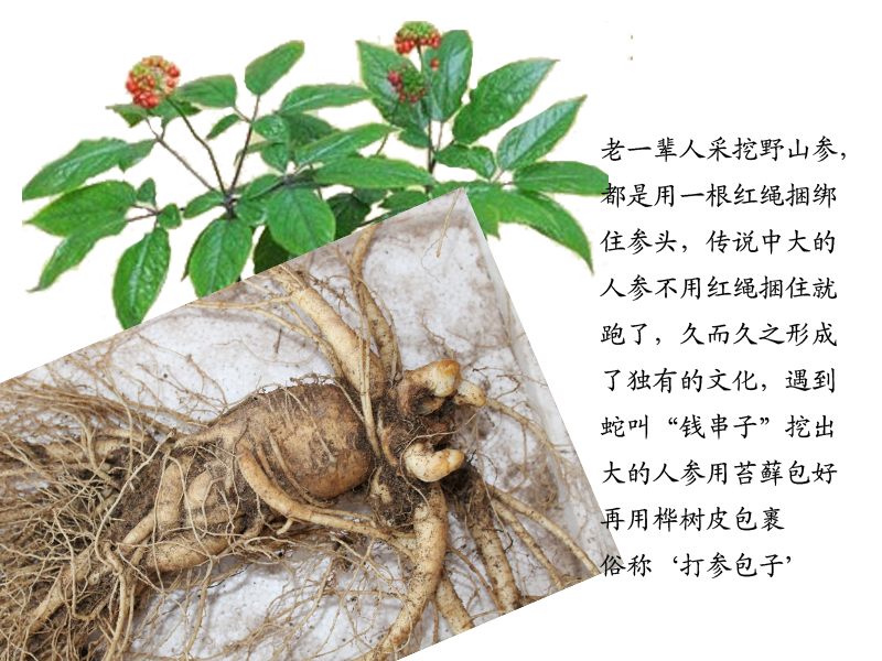 大型长白山原始林新出土的带土鲜人参单根重量240克特惠包邮