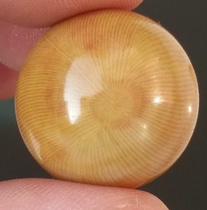 Ning Qiang Coral Jade Fossil 4-shot monomer Handstring Buddha Pearl Pendant Necklace car hang 1 8 to play 1 7L11