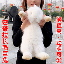 Pet rabbit Live net red rabbit Giant Angora rabbit live long-haired covered face cat cat rabbit lop-eared rabbit Relatives rabbit live