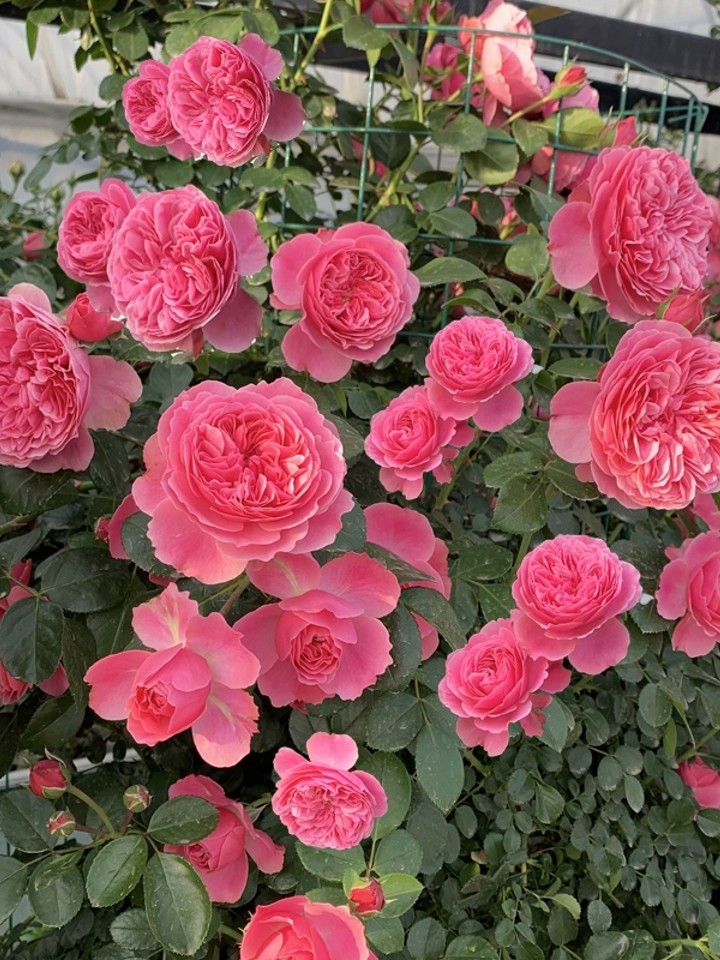 粉色达芬奇藤本月季四季浓香