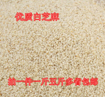 Peacock parrot Wen bird supplement nutritious bird food feed Add to bird breed in tonic white sesame 500 gr