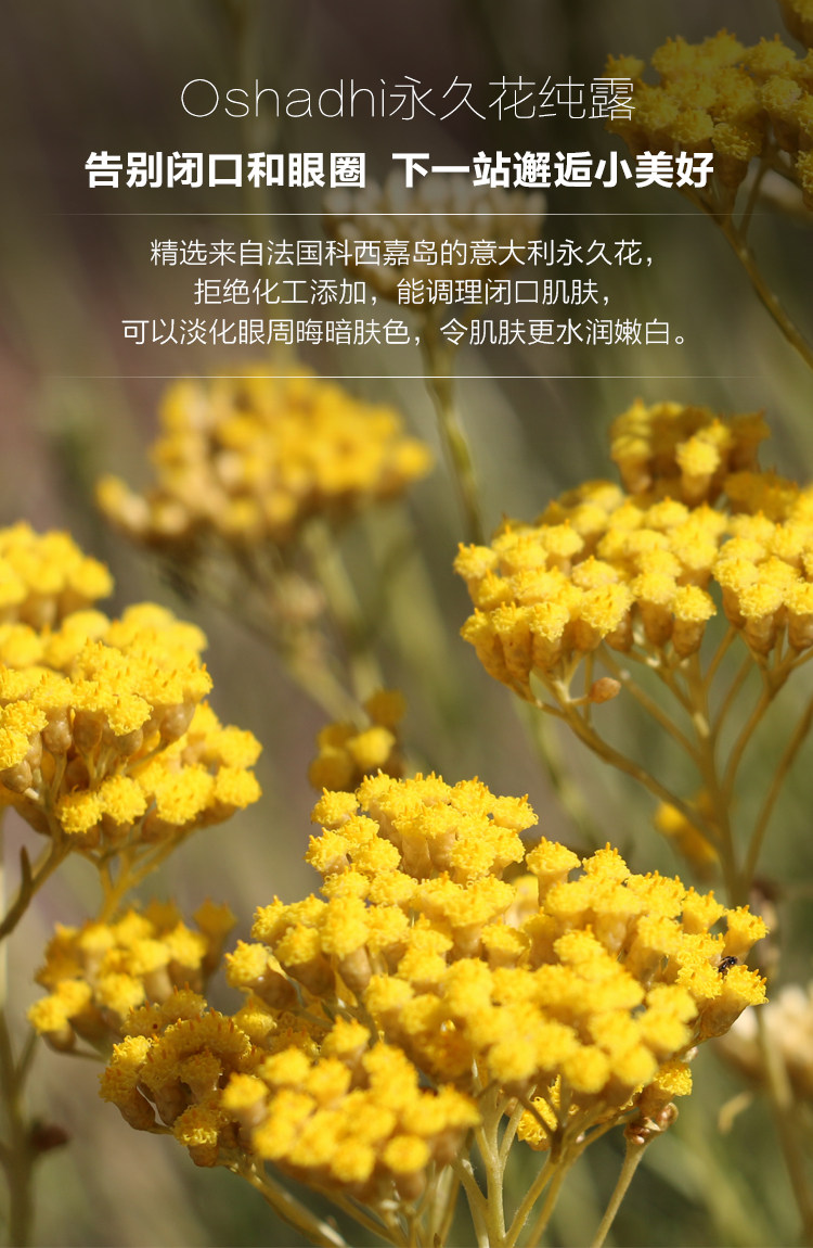 oshadhi德国o家法国蜡菊永久花纯露
