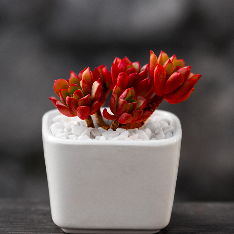 精品多肉植物|密叶莲 达利 群生状态好 绿植花卉肉肉盆栽大棚