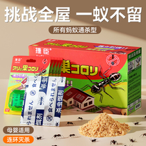 Ant medicine household one-pot whole nest indoor non-toxic termite control termite bait for pregnant and infant outdoor killing 1780