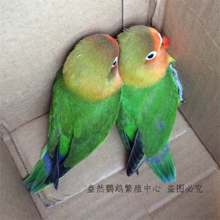 【棕头牡丹鹦鹉活体】宠物幼鸟观赏聪明可爱小鸟爱情鸟鹦鹉活体
