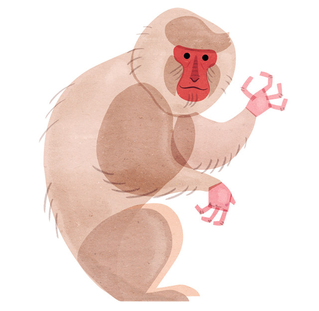 vip丨猴子手绘绘画系列作品合集