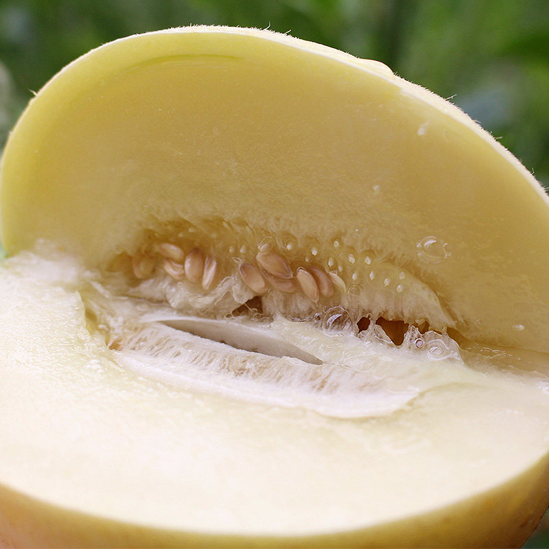 [第二件1元]预售阎良甜瓜新鲜现摘孕妇水果香脆甜小香瓜白梨瓜2个