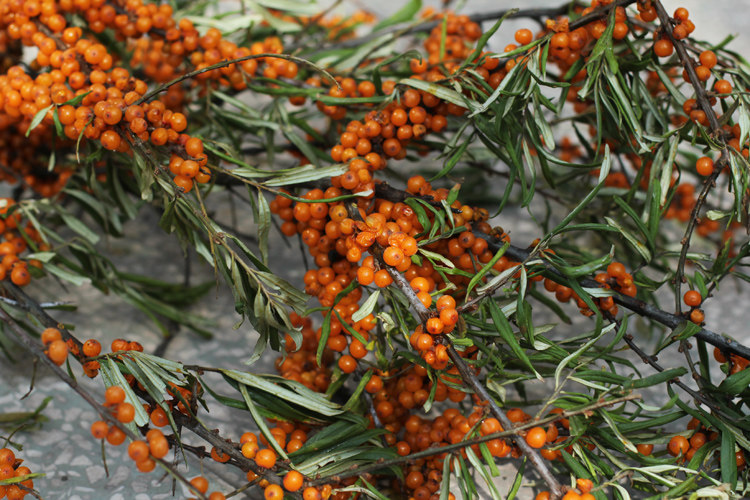 山西吕梁山野山坡西贝餐厅饮品原汁原料生鲜水果野生新鲜沙棘