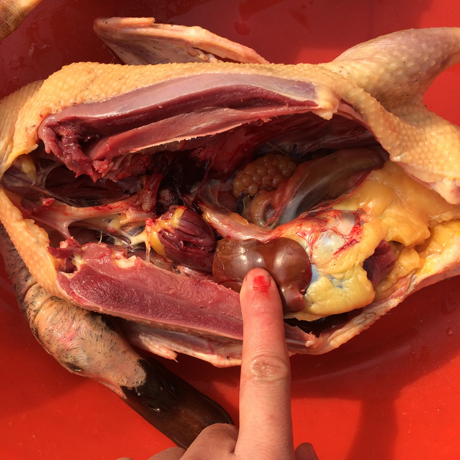 三年散养土鸭 老鸭 土鸭 老鸭子 活鸭子 老鸭子农家散养土鸭