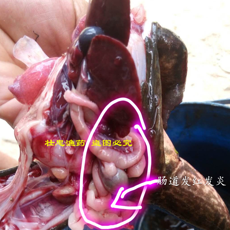欧诺宁青蛙牛蛙石蛙林蛙虎纹蛙出血肠炎腹水多种疾病综合处理剂
