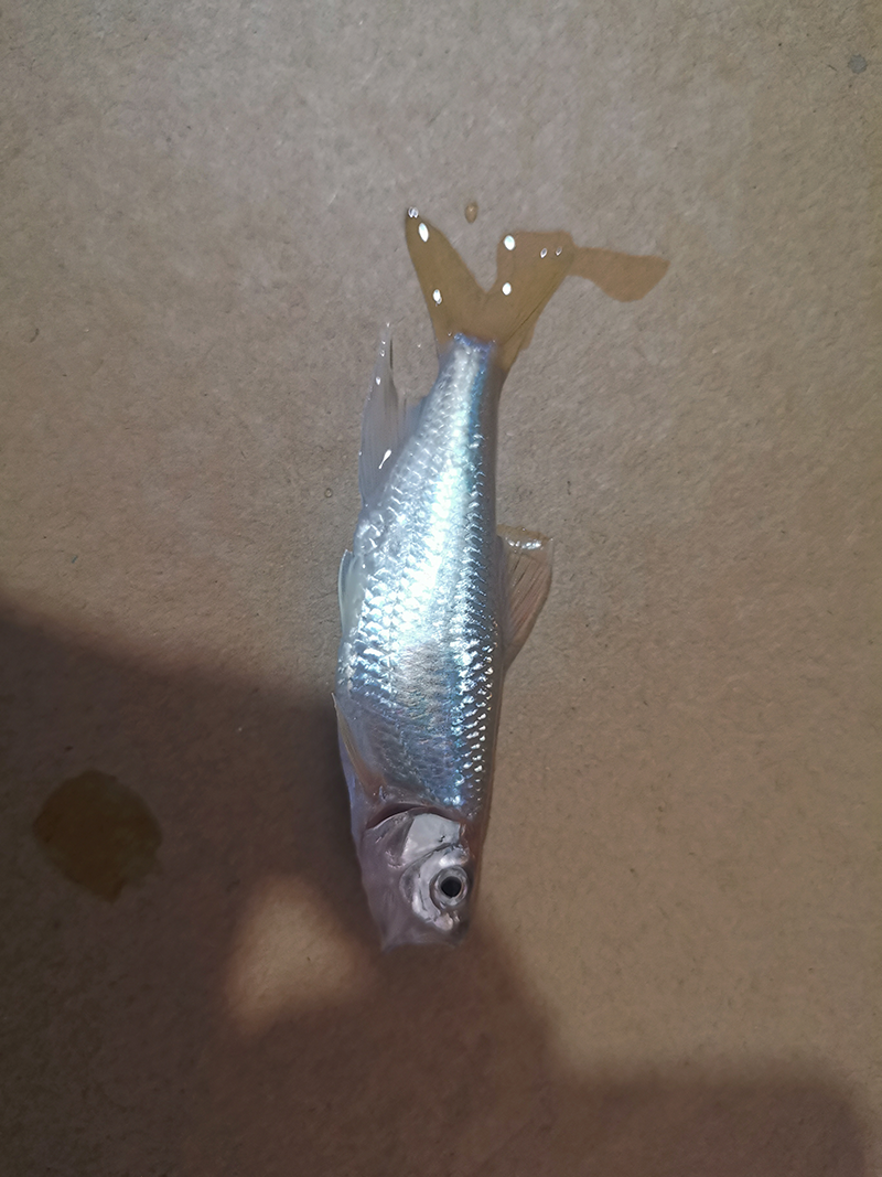 第二次采野原生鱼条纹小鲃灵石国家森林公园附近