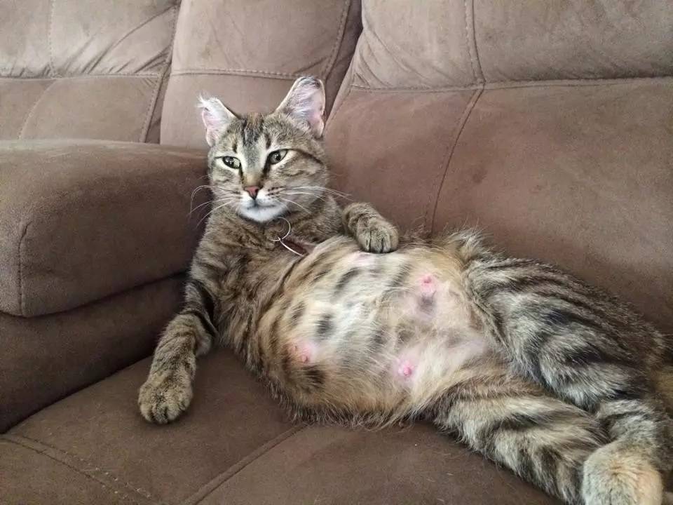 怀孕猫应该怎么照顾?