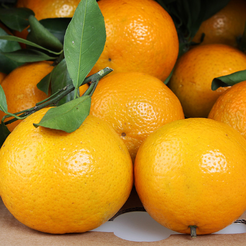 【姚绿鲜】2份减10元广西皇帝柑 贡柑 橘子水果 新鲜桔子蜜桔4斤产品展示图4