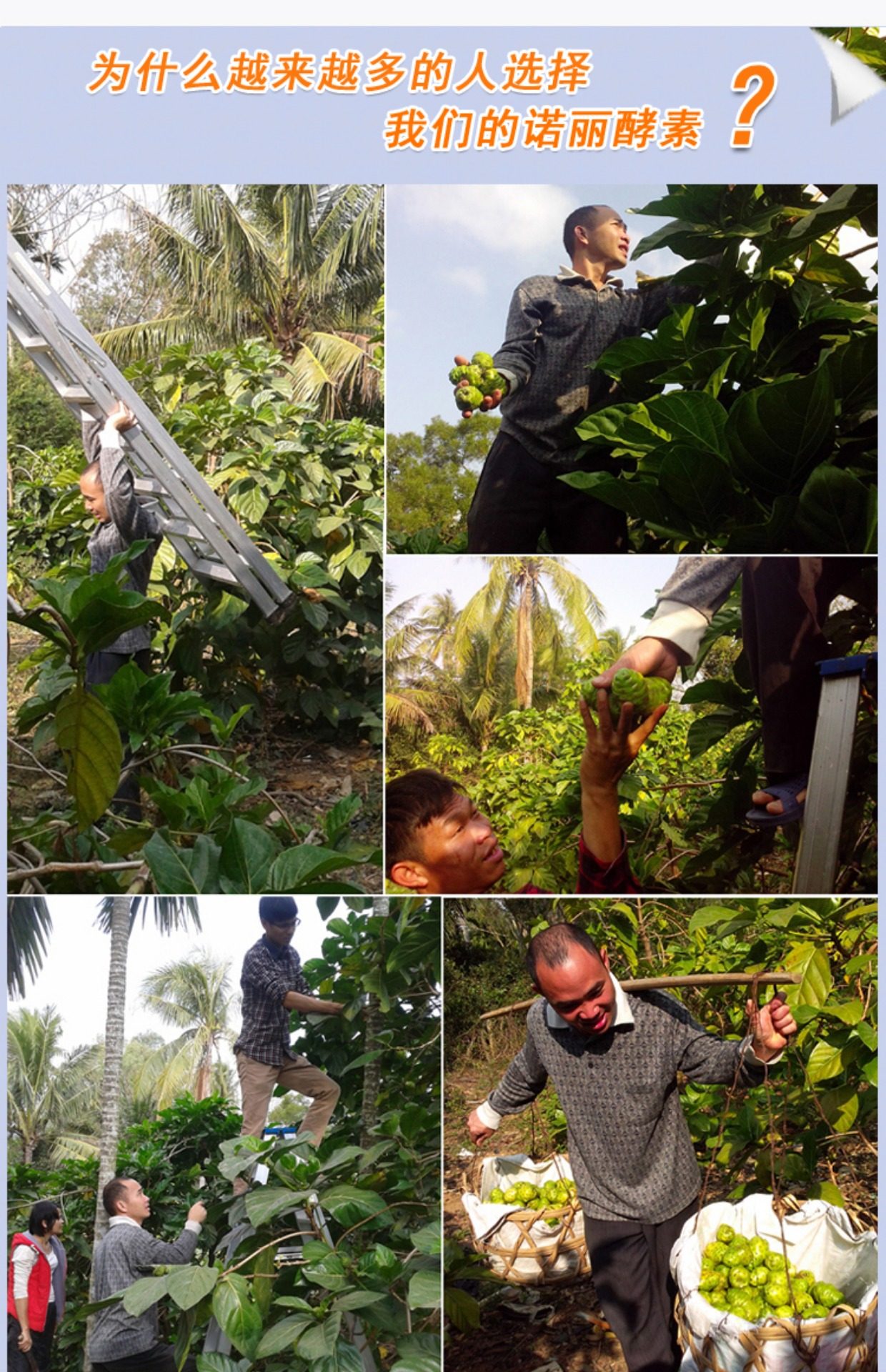 海南言甄诺丽果酵素原液 西沙群岛诺尼果汁50mlx10支x4盒_7折现价396