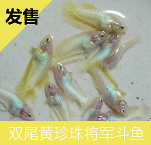 泰国斗鱼随机进口将军 双尾黄珍珠蝶 非紫蝶熏